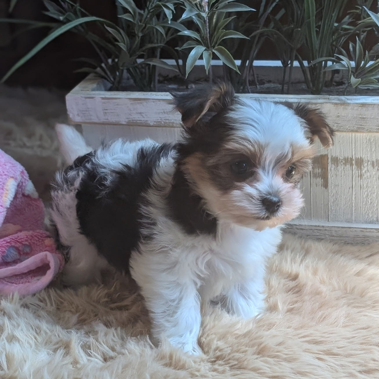 Small black and white puppy sitting on a fluffy surface with plants in the background