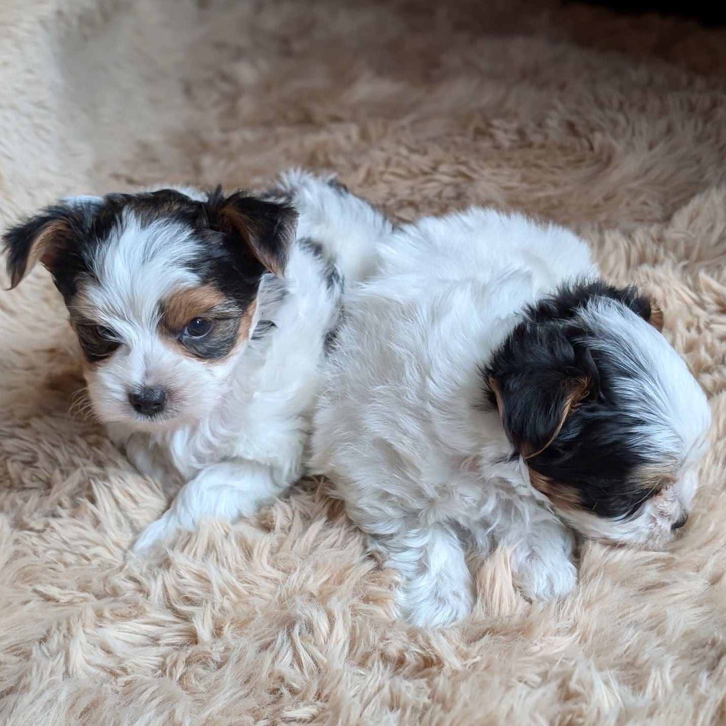 Two small puppies lying on a fluffy beige surface.