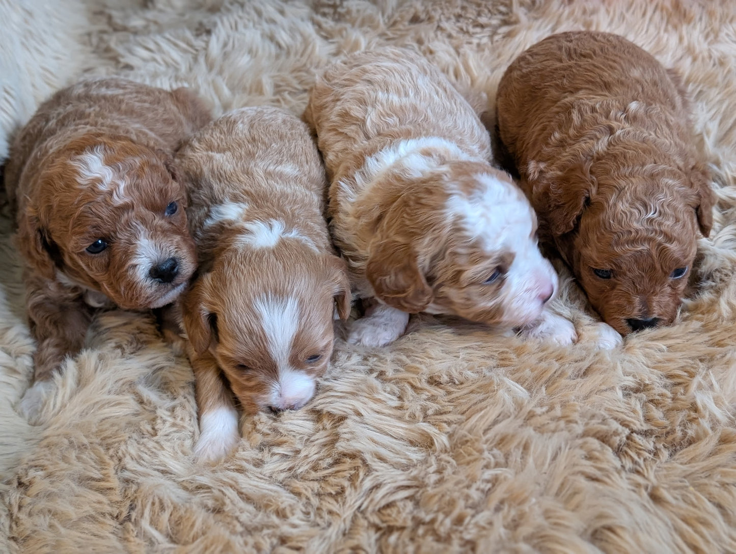 Four brown and white puppies lying on a fluffy beige surface