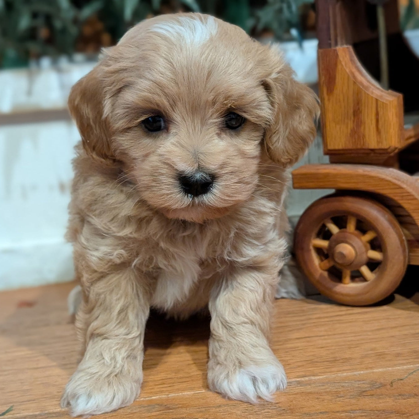 Puppy sitting on a wooden surface with a blurred background