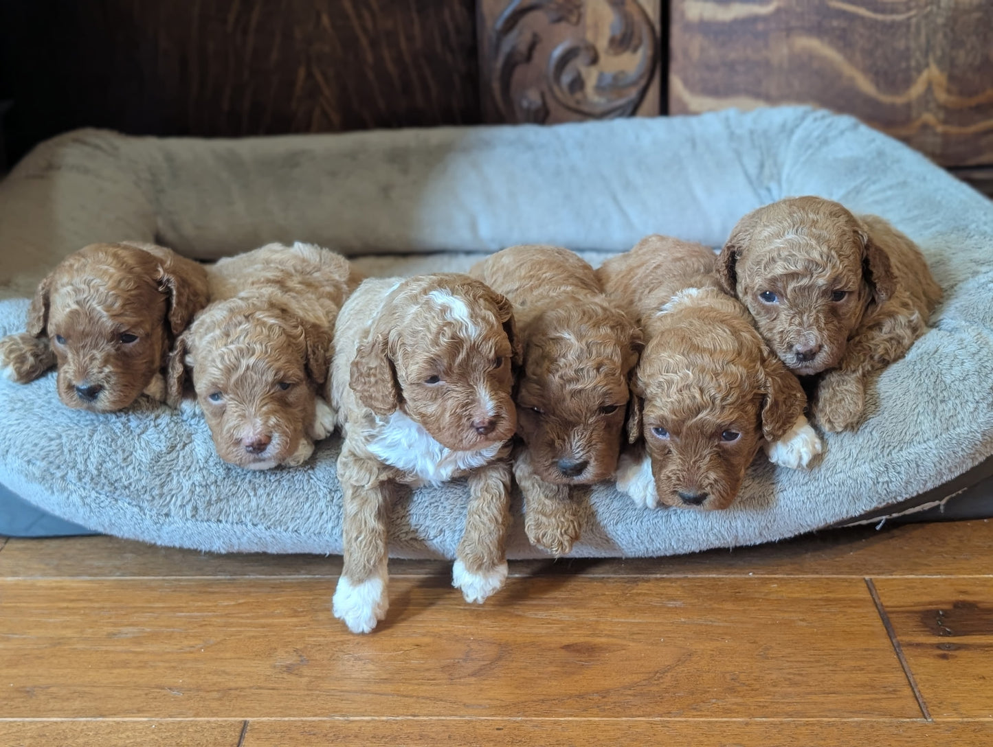 Six curly-haired light brown and white puppies resting together on a plush light gray pet bed placed on a wooden floor.