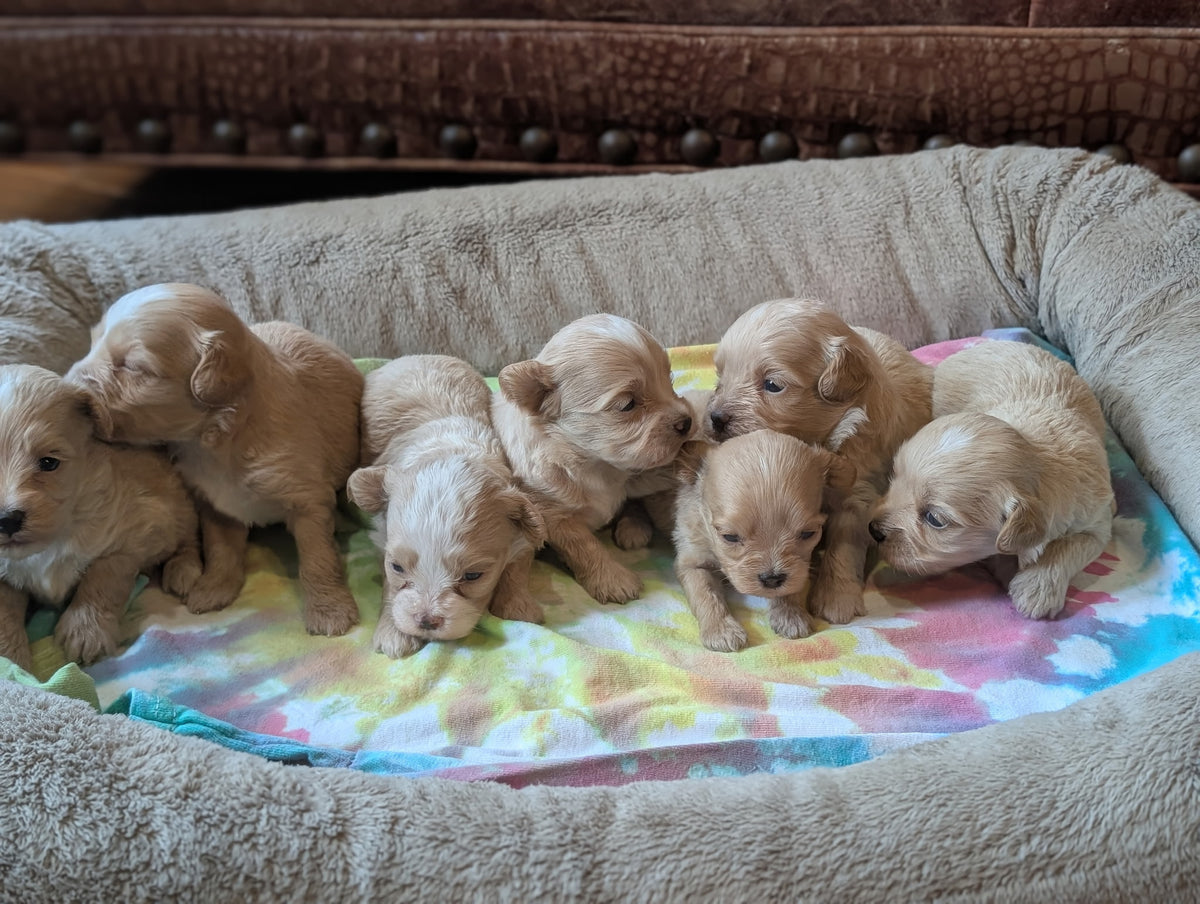 Seven light tan puppy dogs cuddle together on a colorful tie-dye blanket inside a plush beige pet bed.