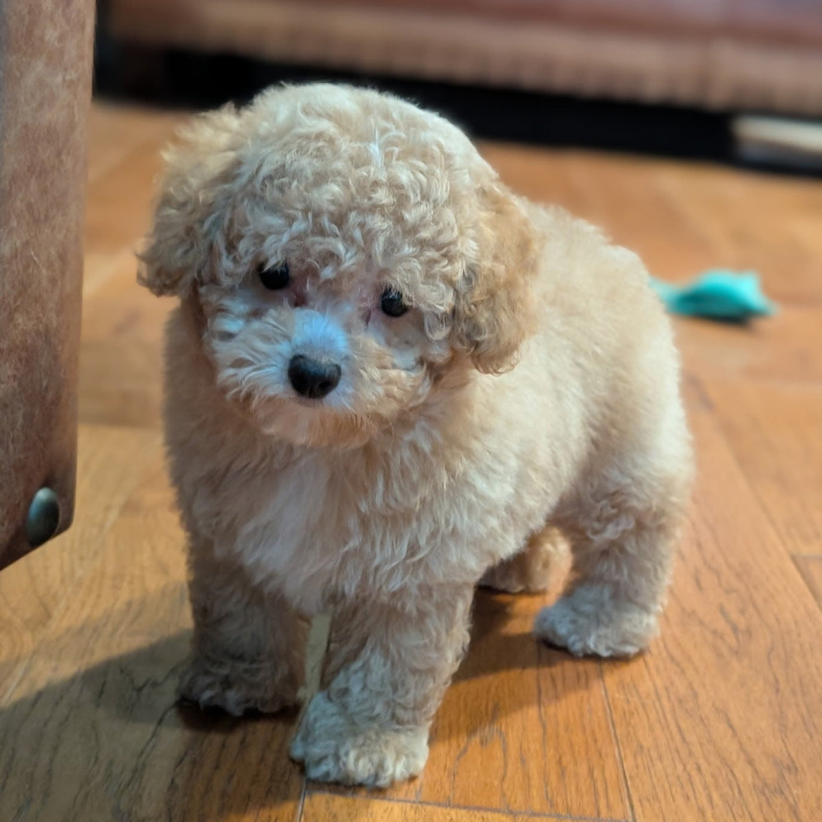 A small curly-haired cream-colored puppy standing on a wooden floor in a living room setting.