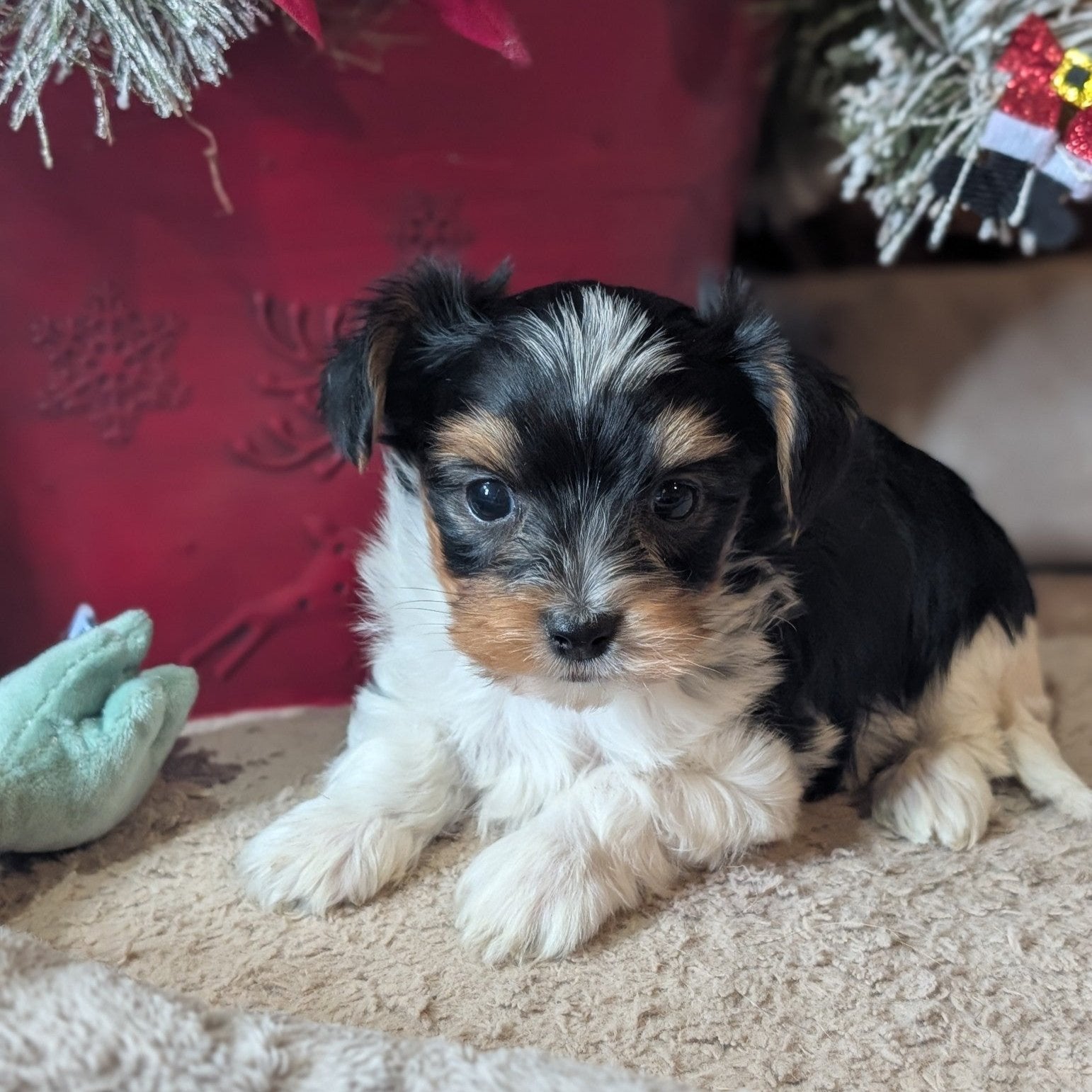 Yorkshire Terrier Black Shorkie Puppy Dog Breed Haircuts For