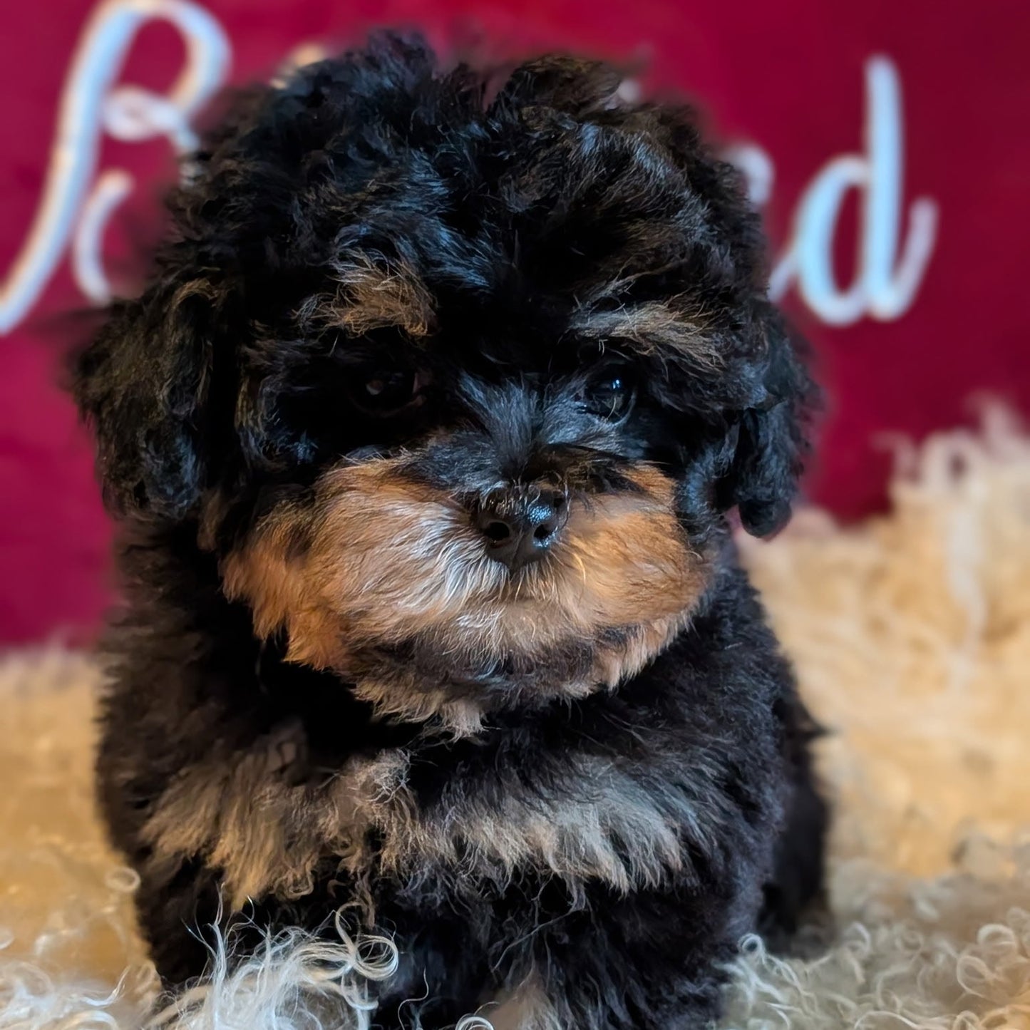 Small black and brown dog sitting on a fluffy surface with a red background