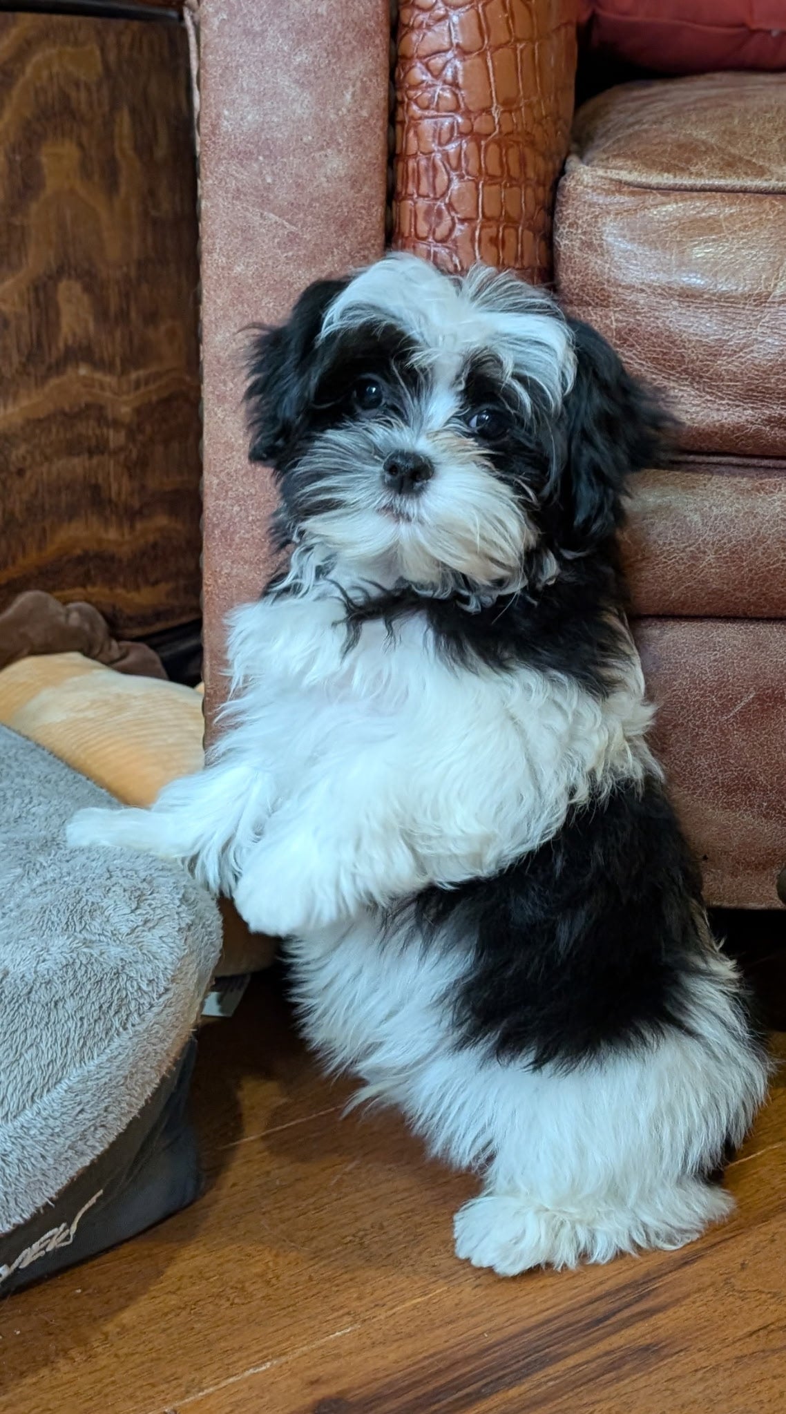 Malshi Ideal Weight For Maltese Shih Tzu Bichon Frise Vs Shih Tzu: Which Small Fluffy Dog Is ACTUALLY Right