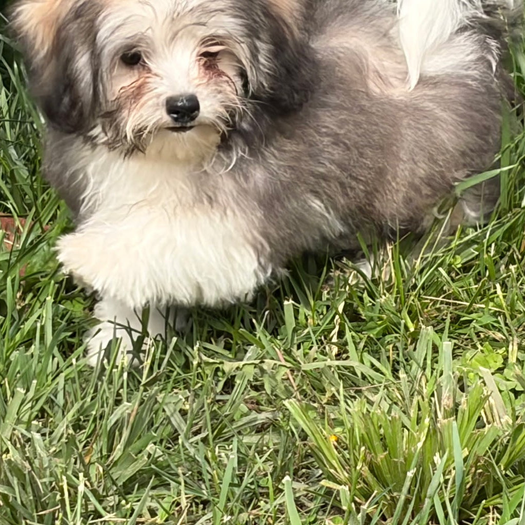 Small dog sitting on a grassy area