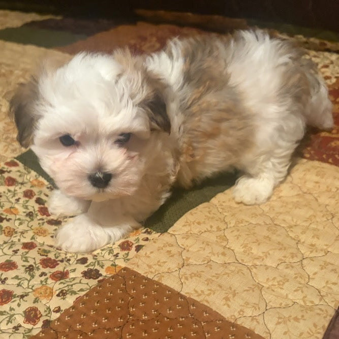 Small white puppy on a patchwork quilt