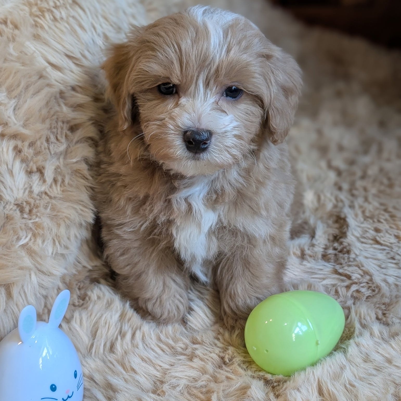 Puppy sitting on a fluffy surface with two toys, one white and one green.