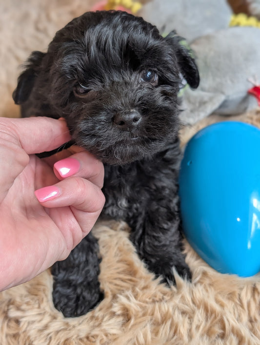 Small black puppy being held by a person with a blue ball on a carpeted floor.