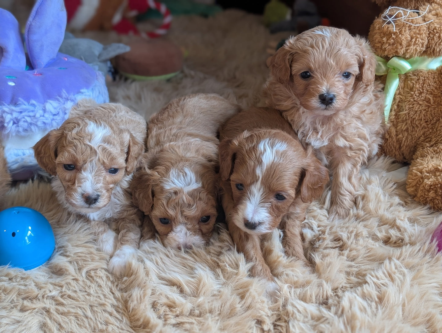 Five puppies on a fluffy surface with toys around