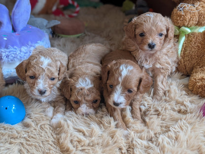 Five puppies on a fluffy surface with toys around