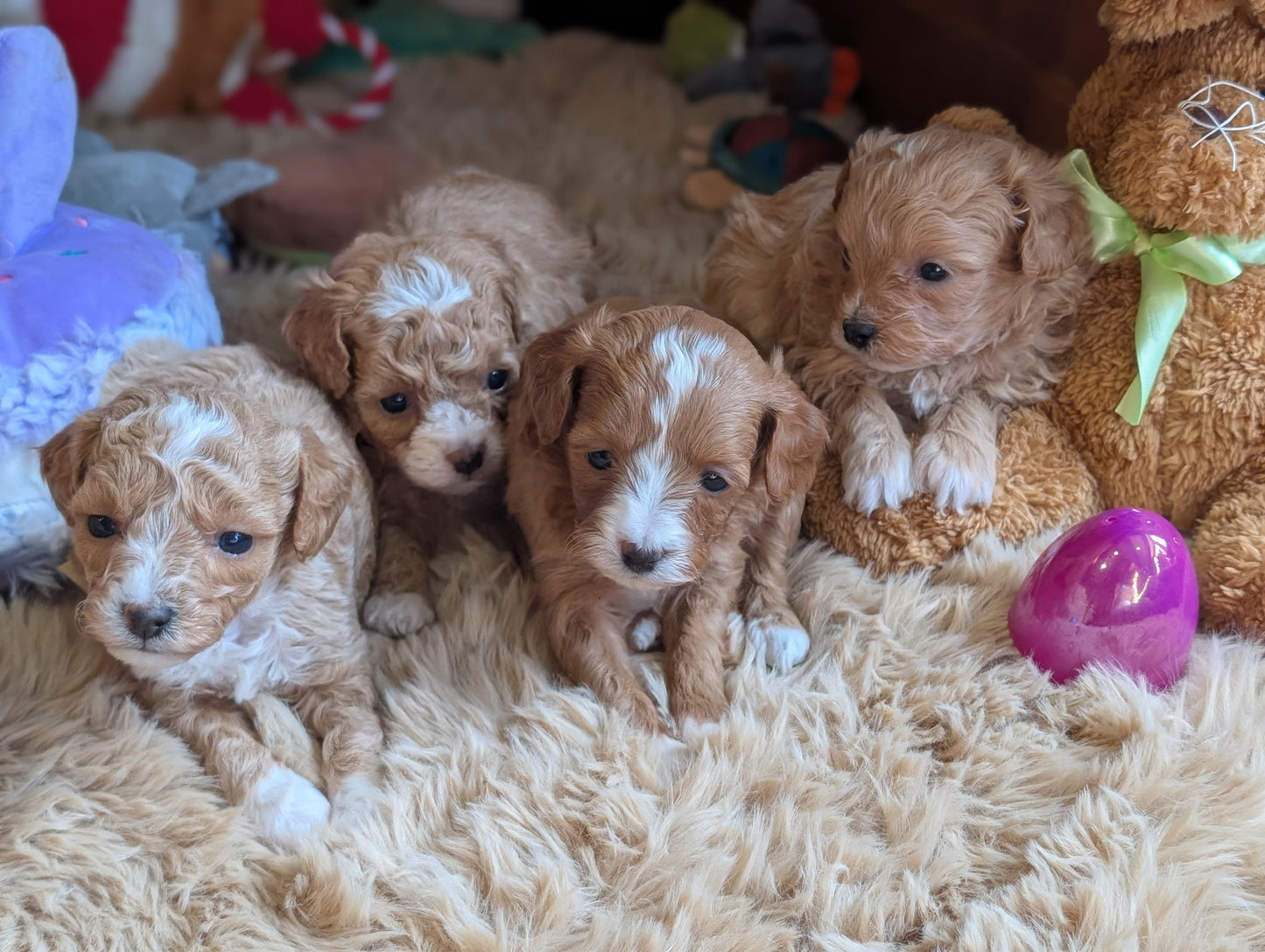Four puppies sitting together on a fluffy surface with toys around
