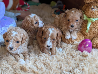 Four puppies sitting on a fluffy surface with toys around