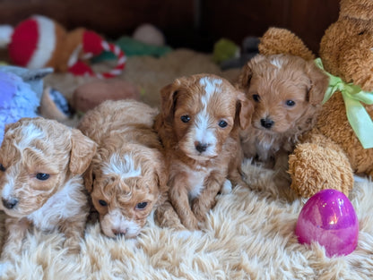 Five puppies on a fluffy surface with toys and a teddy bear in the background
