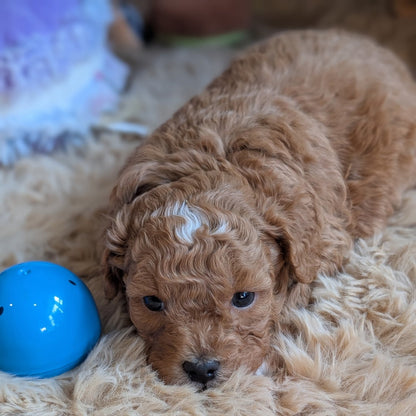 Puppy lying on a fluffy surface next to a blue ball
