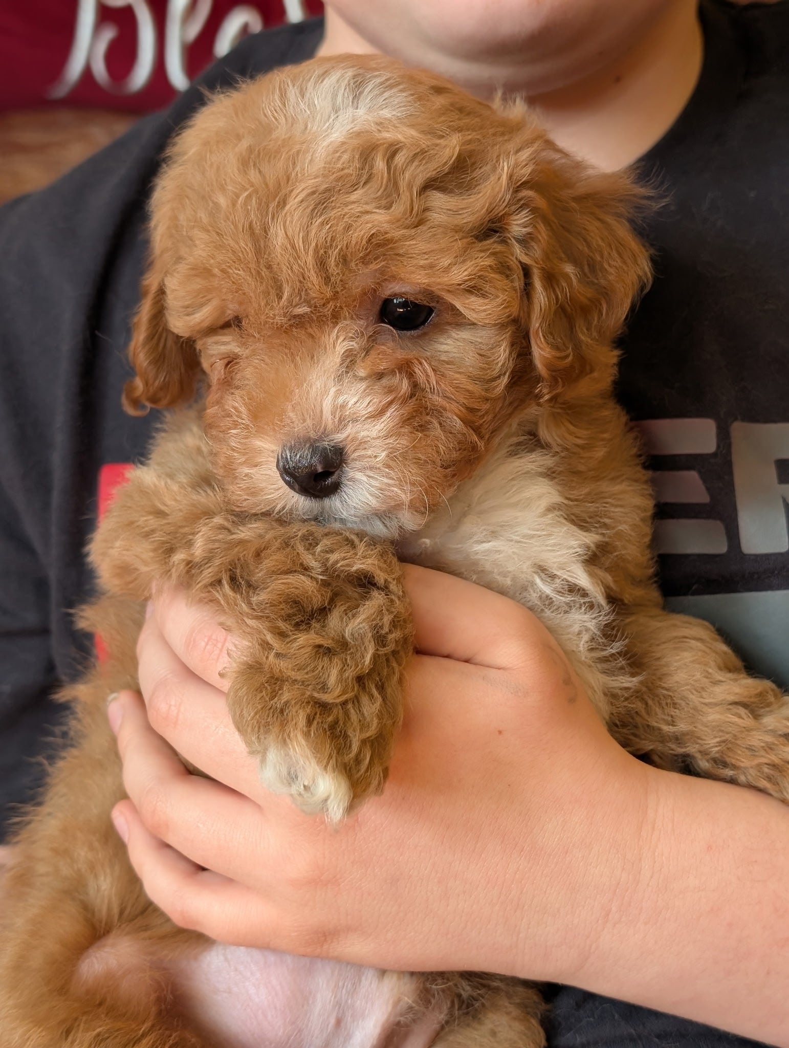 Person holding a small brown puppy