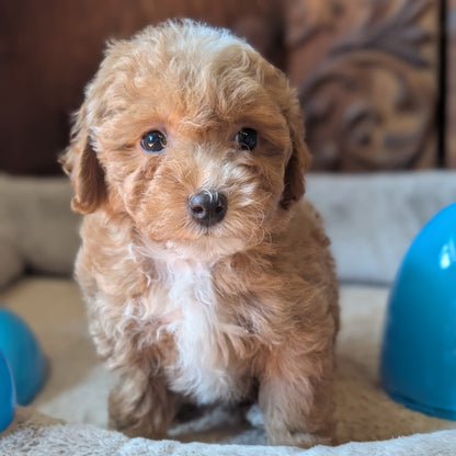 Small brown and white dog sitting on a textured surface with blue bowls in the background.