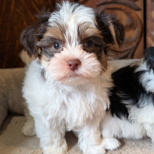 Small white and brown puppy standing on a carpeted floor with a decorative wooden wall in the background.