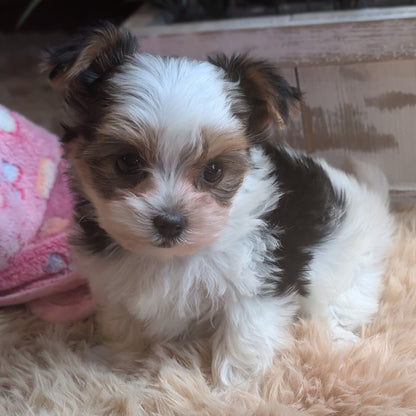 Small brown and white puppy sitting on a fluffy beige surface.