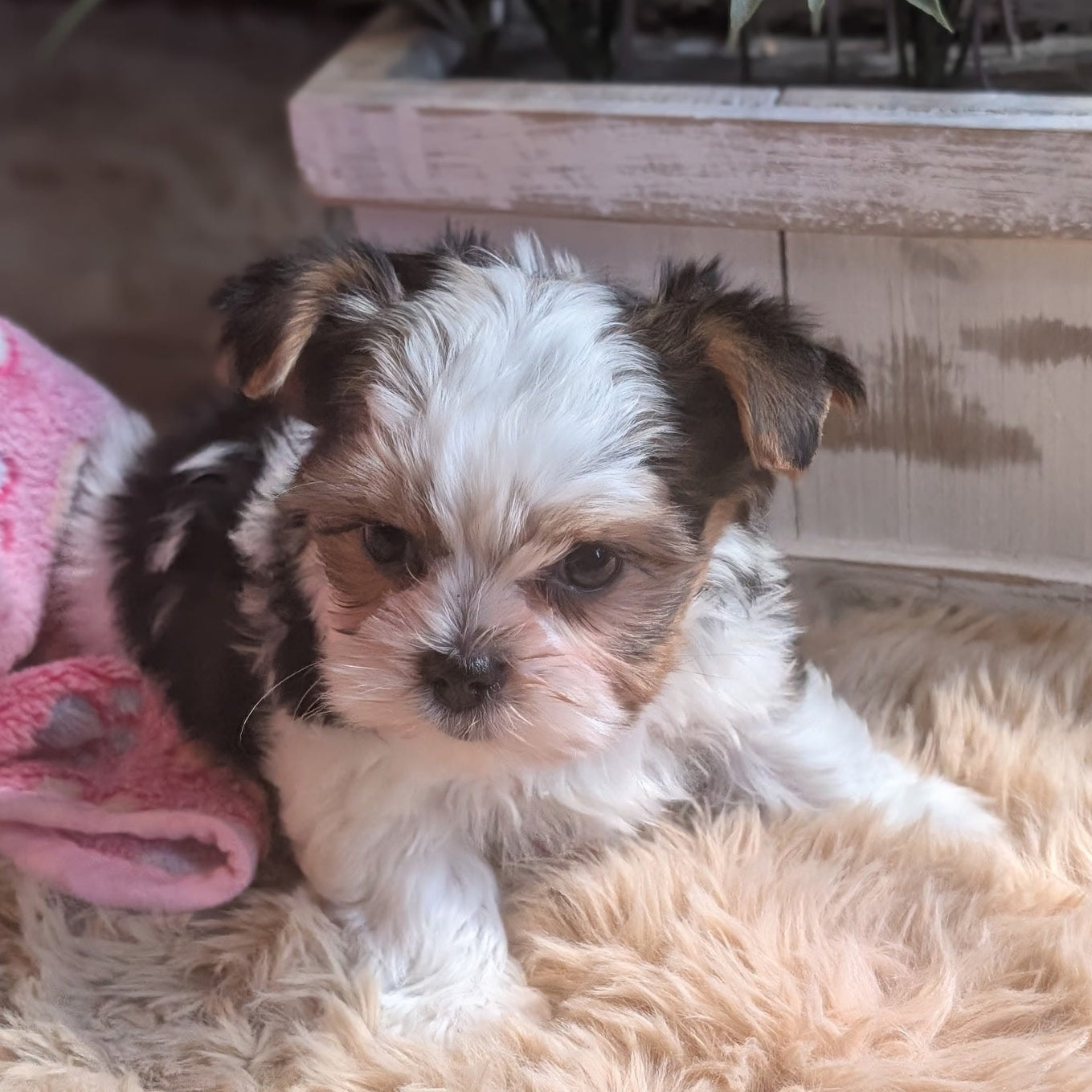 Small brown and white puppy lying on a fluffy beige surface with a wooden planter in the background.