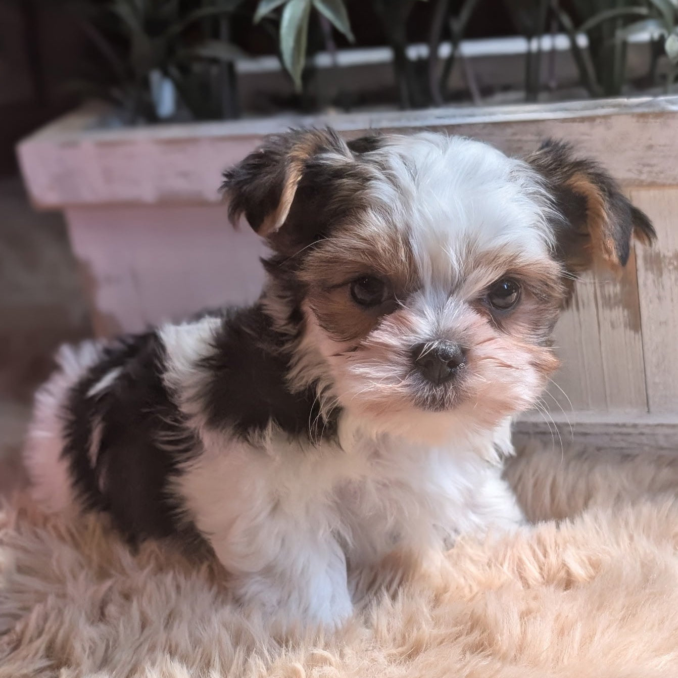 Small brown and white puppy sitting on a fluffy surface with plants in the background