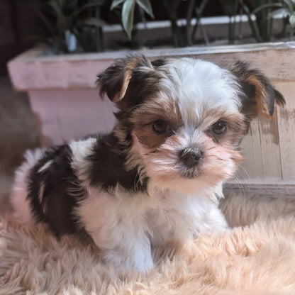 Small brown and white puppy sitting on a fluffy surface with plants in the background