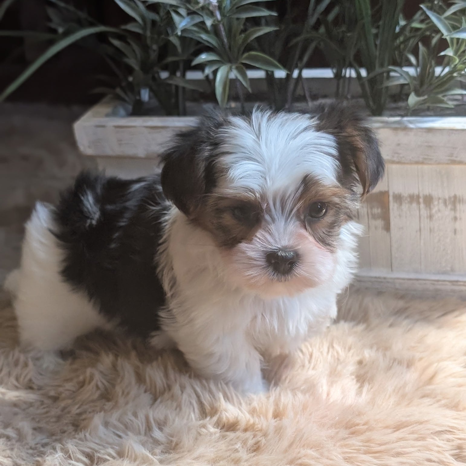 Small black and white puppy sitting on a fluffy beige surface with plants in the background.