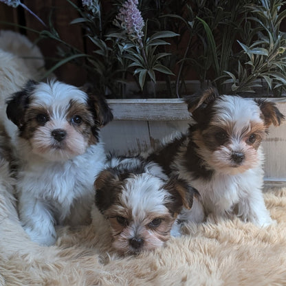 Three small puppies sitting on a fluffy surface with decorative plants in the background.