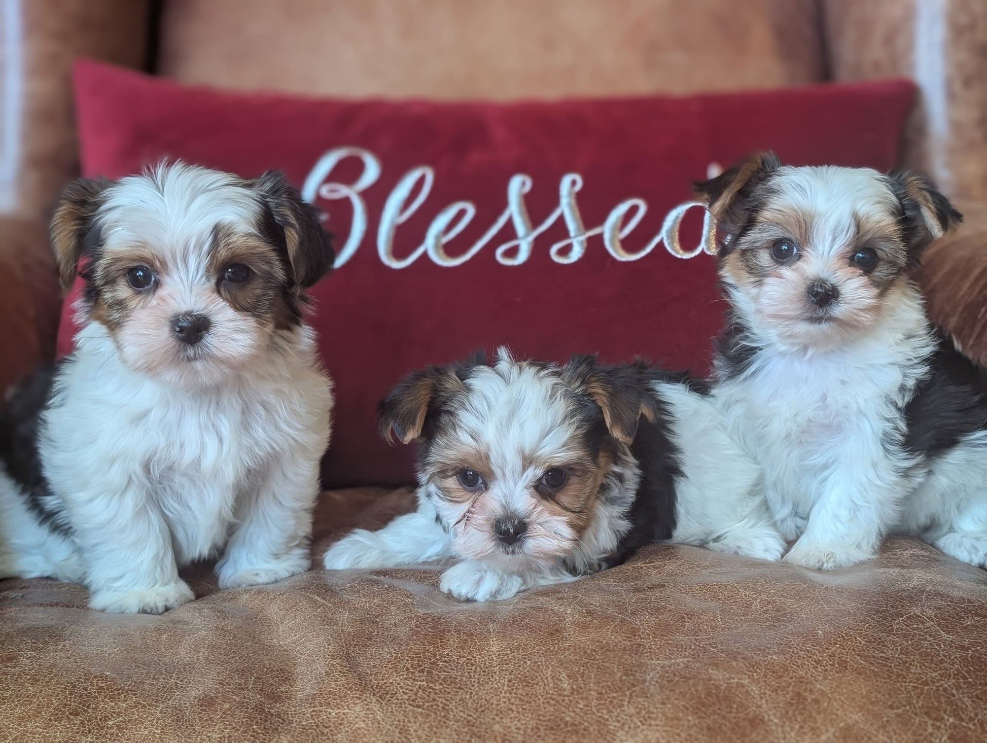 Three small puppies sitting on a brown surface with a red pillow behind them that says 'Blessed'.