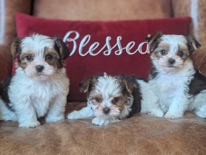 Three small puppies sitting on a brown surface with a red pillow behind them that says 'Blessed'.