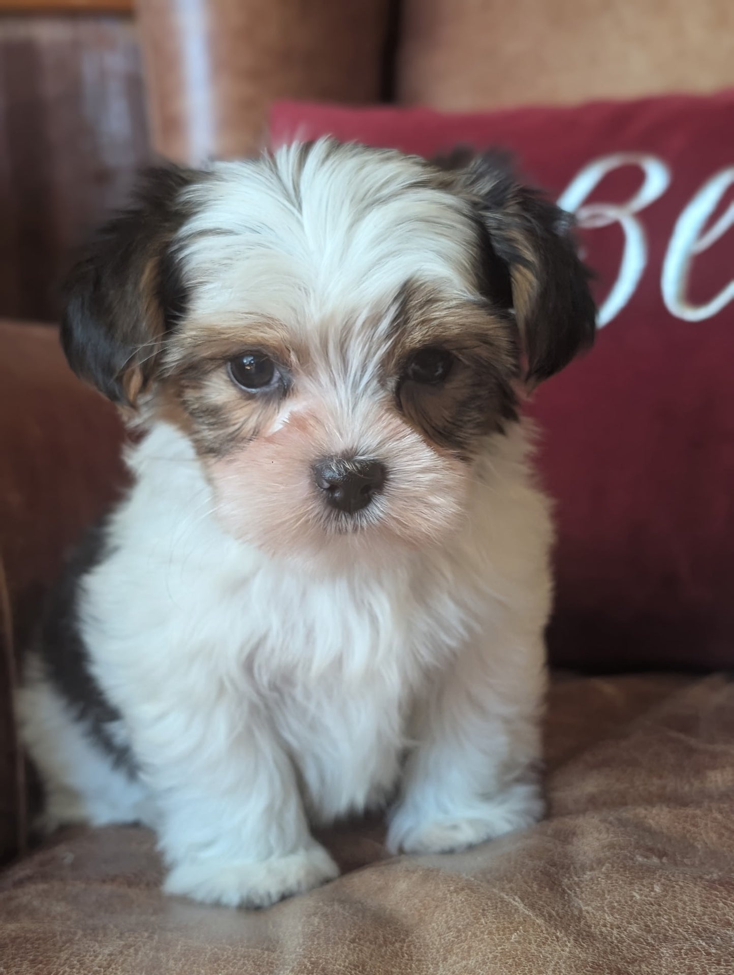 Small white and brown puppy sitting on a brown surface with a red pillow in the background.
