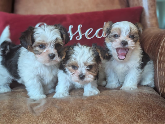 Three puppies sitting on a brown couch with a red pillow in the background.