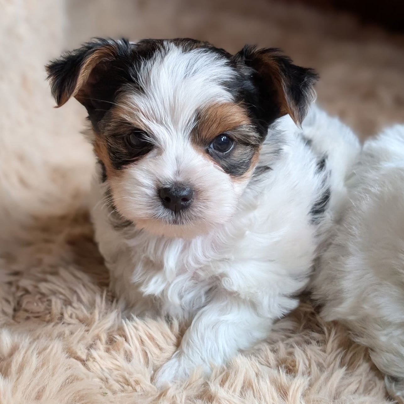 Small puppy with black, brown, and white fur lying on a fluffy beige surface.