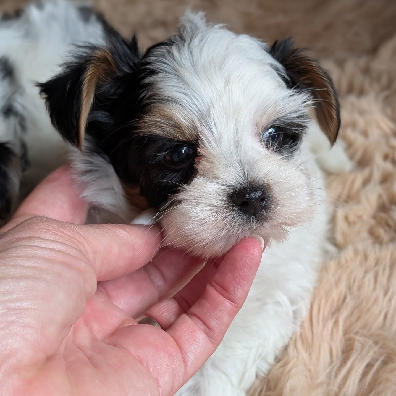 Small black, white, and brown puppy being held by a person on a fluffy beige surface