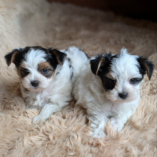 Two small puppies with brown and white fur sitting on a fluffy beige surface.