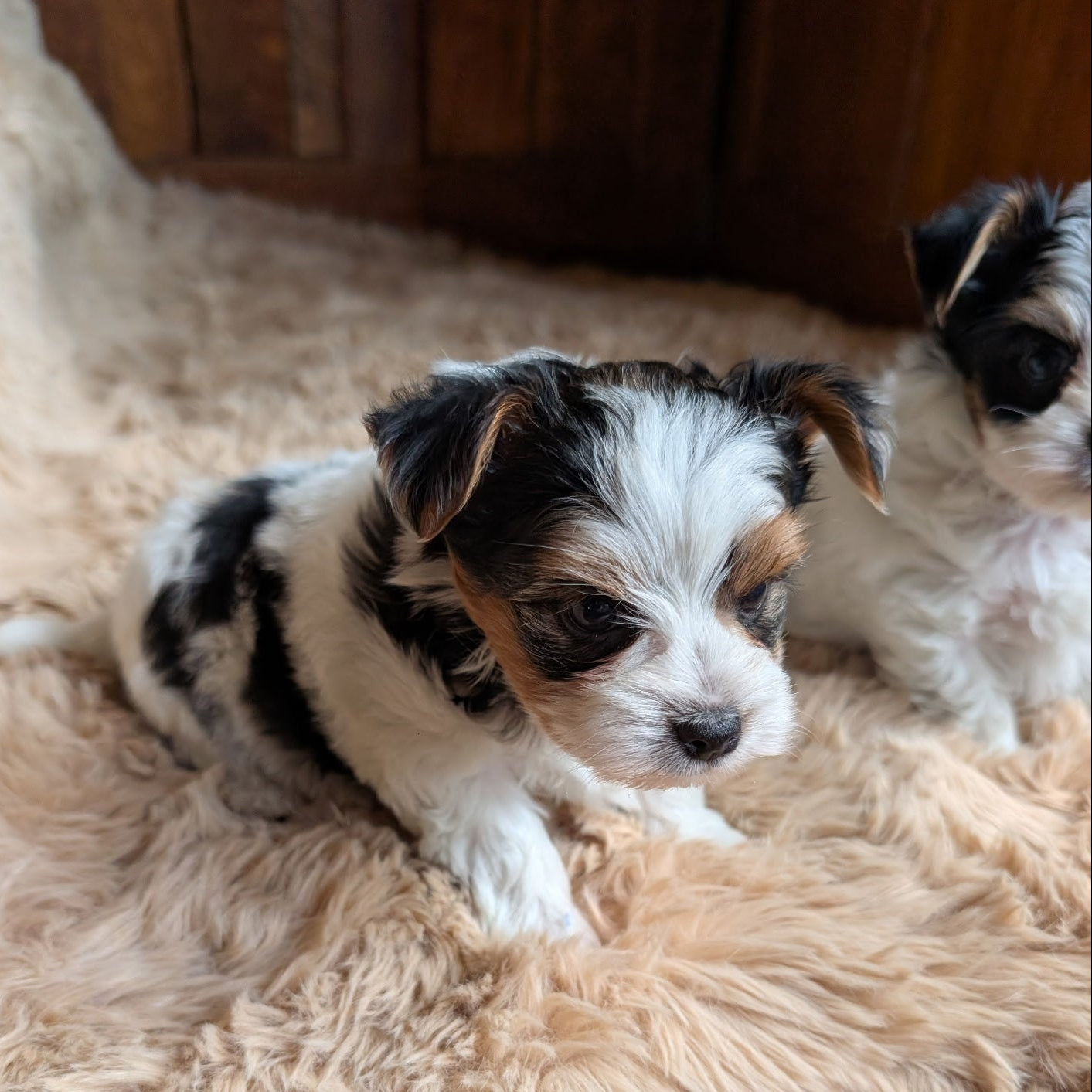 Two small puppies sitting on a fluffy beige rug.
