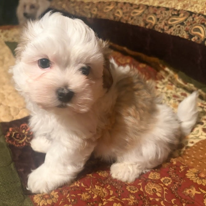 Small white puppy sitting on a patterned fabric surface