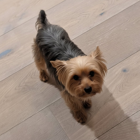 Small dog standing on a wooden floor