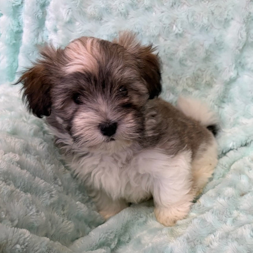 Small puppy sitting on a soft, light blue blanket