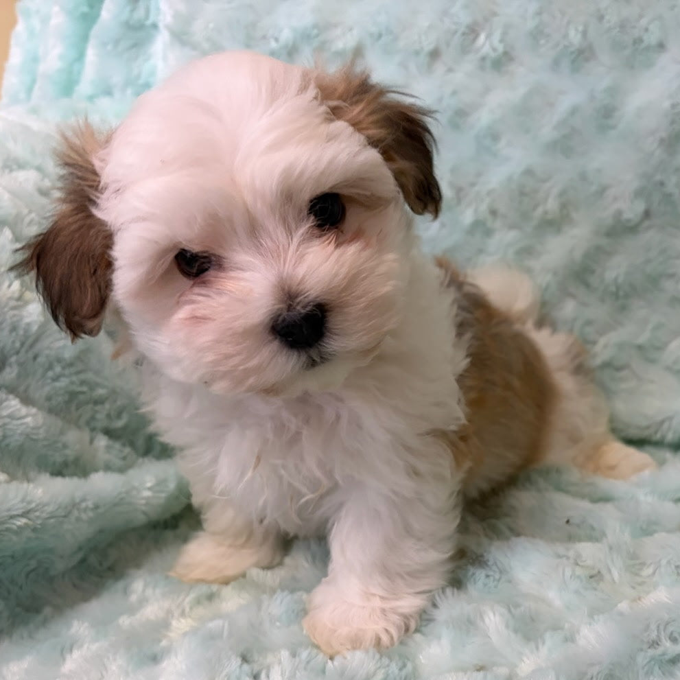 Small white and brown puppy sitting on a soft, light blue blanket.