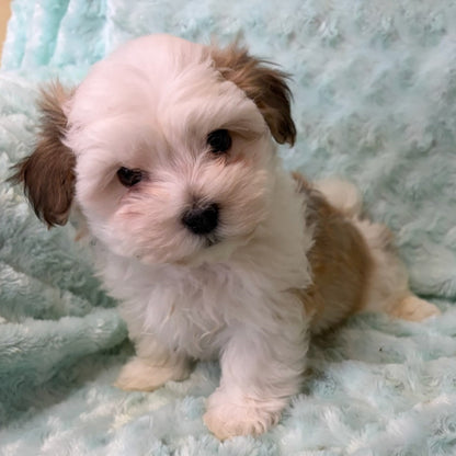 Small white and brown puppy sitting on a soft, light blue blanket.