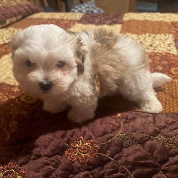 Small white dog on a patterned carpet