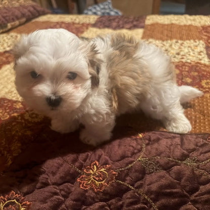 Small white dog on a patterned carpet