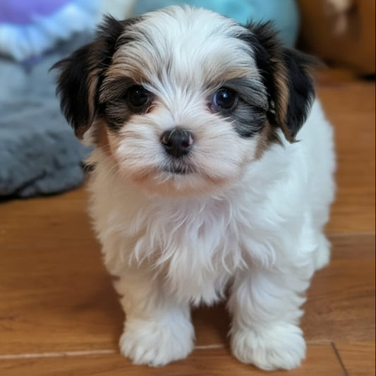 Small white puppy with black markings standing on a wooden floor surrounded by toys.