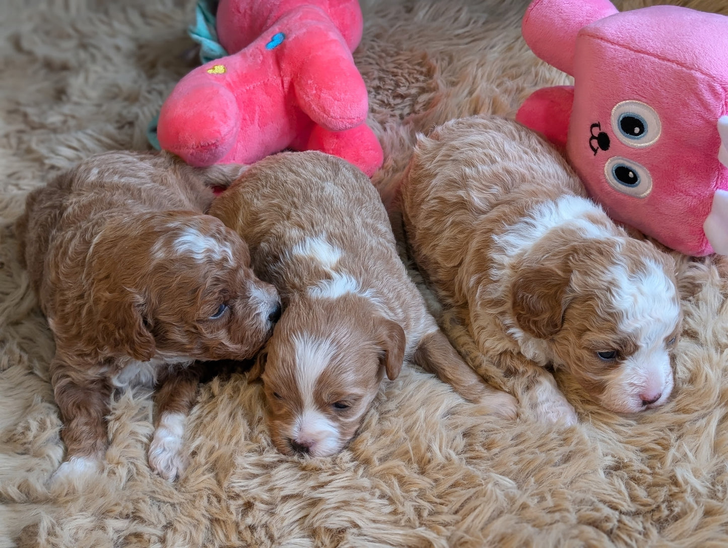 Three brown and white puppies lying on a fluffy surface with pink plush toys.