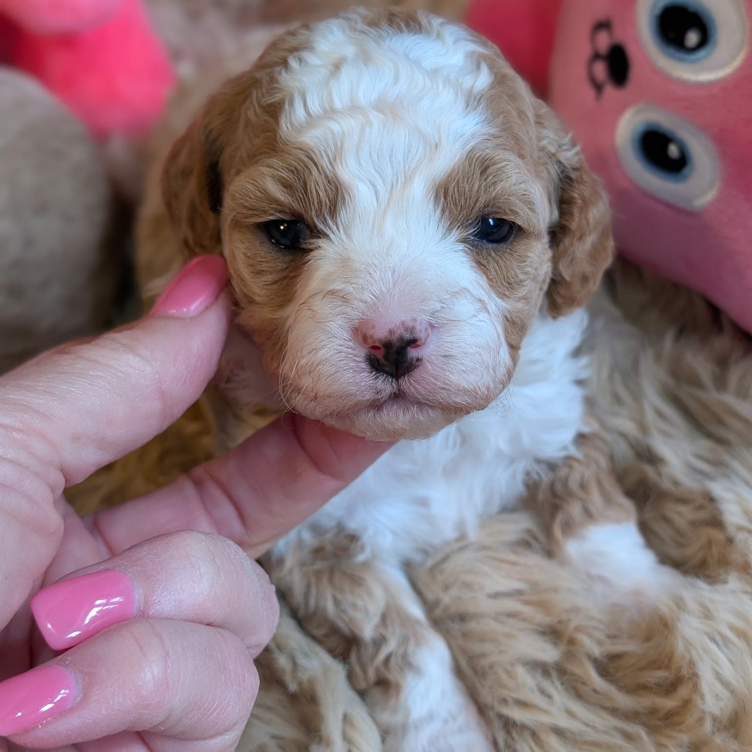 Small brown and white puppy held by a person with pink nail polish, surrounded by plush toys.