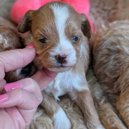 Small brown and white puppy being held by a person with pink nail polish on a soft surface.