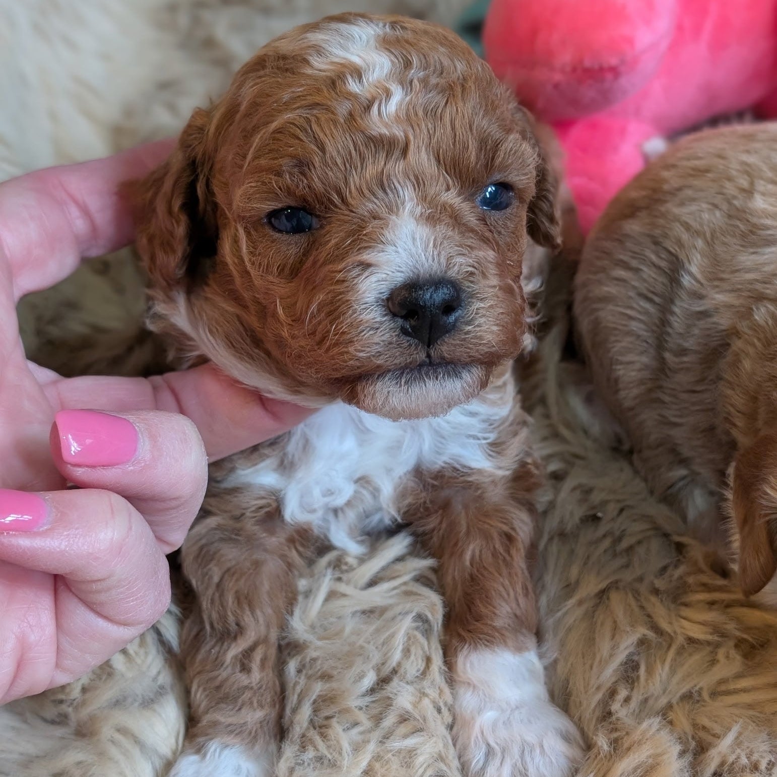 Small brown and white puppy being held by a person with pink nail polish.