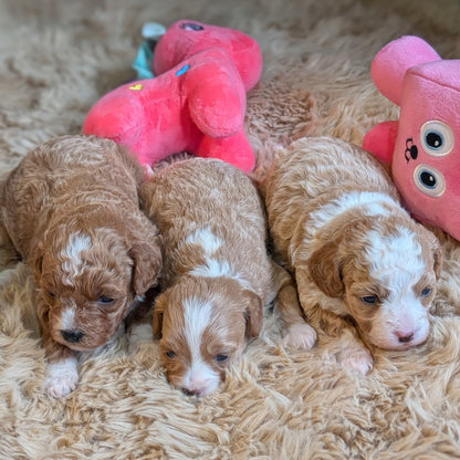 Three brown and white puppies lying on a fluffy surface with colorful toys.